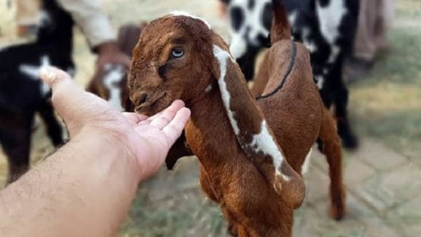 Id-ul-Zuha (Bakr-Id), Eid al-Adha or Id-ul-Adha 2020: Surat Police notification as Ban On Slaughtered In Open Space Id-ul-Zuha (Bakr-Id), Eid al-Adha or Id-ul-Adha 2020: Surat Police notification as Ban On Slaughtered In Open Space