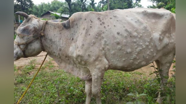 मवेशियों को हो रही ये बीमारी