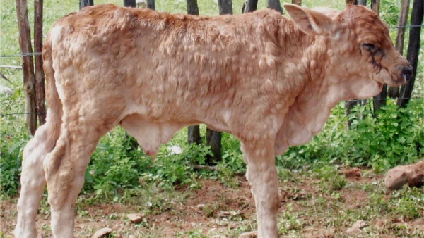 इन जिलों में देखा गया संक्रमण