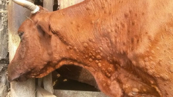 लुम्पी त्वचा रोग को लेकर एडवाइजरी जारी