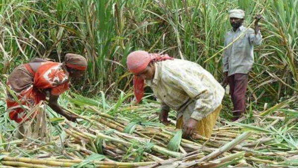 sugarcane sugarcane