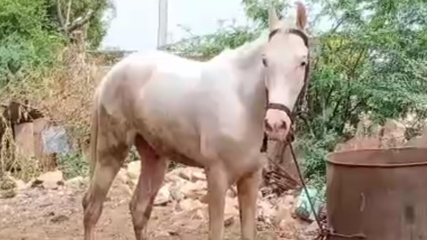 ढाई वर्ष पूर्व बेचे घोड़े को खरीदने का प्रस्ताव