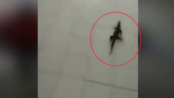 छिपकली को देख नर्स की निकली चीख