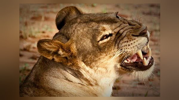 कितने तरह के होते हैं शेर?