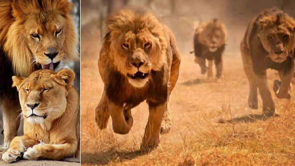 कितना है शेरों का इलाका, जानिए