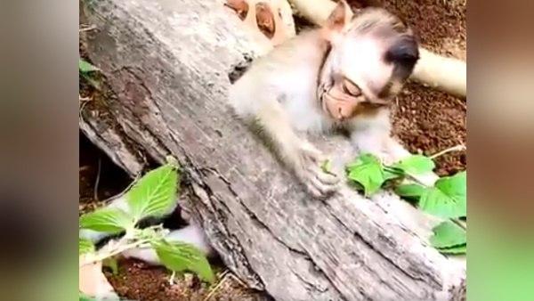 मुसीबत में फंसे बंदर को बचाने के बजाए शख्स बनाता रहा वीडियो