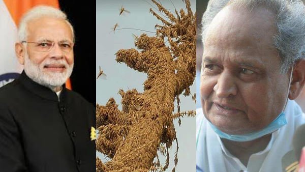11 अप्रैल से टिड्डी दलों का प्रवेश