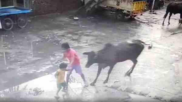 सांड ने किया मासूम बच्चे पर हमला