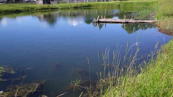 20 year old Youth drown in the Pond at Jamnagar 20 year old Youth drown in the Pond at Jamnagar