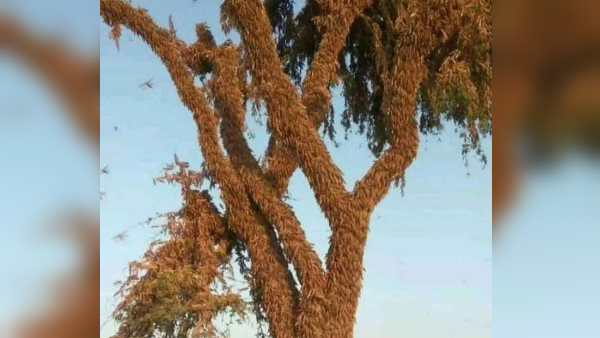 इन राज्यों में फैलीं से टिड्डी दल