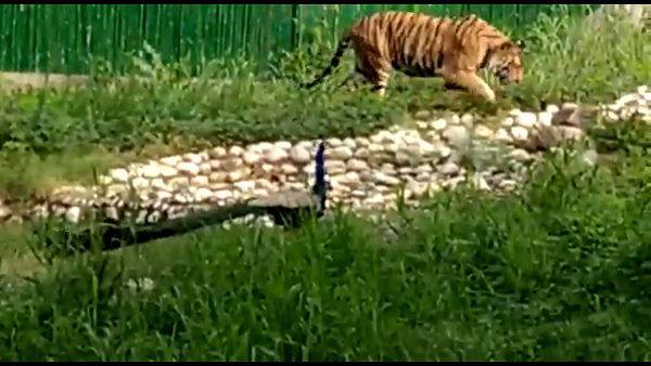 Watch: tiger and peacock walking together at delhi, video goes to viral Watch: tiger and peacock walking together at delhi, video goes to viral