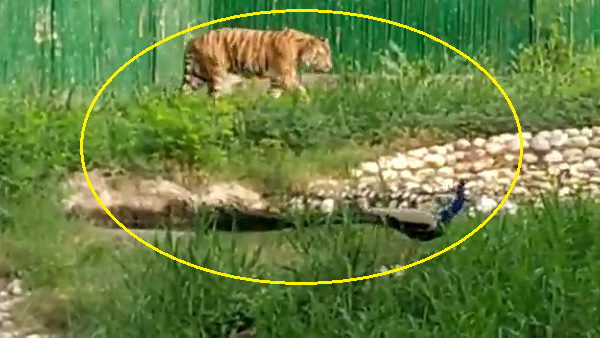 Watch: tiger and peacock walking together at delhi, video goes to viral Watch: tiger and peacock walking together at delhi, video goes to viral
