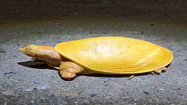 भगवान विष्णु का अवतार