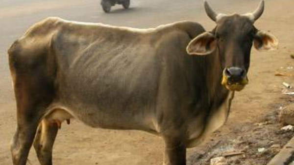 राजपक्षे की पार्टी का रहा है ये रुख