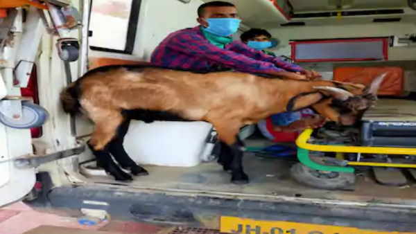 जांच के दौरान मालिक मिला था कोरोना संक्रमित