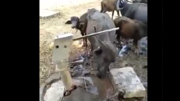आईपीएस ऑफिसर ने शेयर किया वीडियो