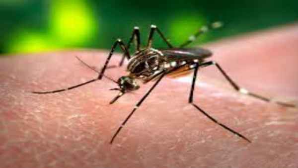 भारत में सीक्यूवी से होने वाली बीमारी फैलने की संभावना है
