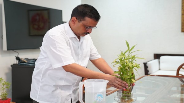 AAP AAP