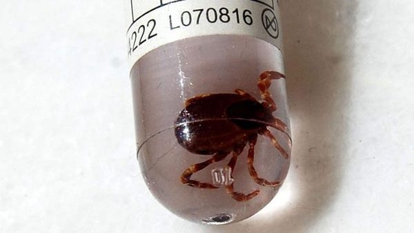 amidst coronavirus, Congo Fever Disease found In Some Areas Of Gujarat, Alert In Maharashtra amidst coronavirus, Congo Fever Disease found In Some Areas Of Gujarat, Alert In Maharashtra
