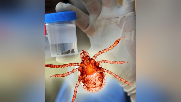 amidst coronavirus, Congo Fever Disease found In Some Areas Of Gujarat, Alert In Maharashtra amidst coronavirus, Congo Fever Disease found In Some Areas Of Gujarat, Alert In Maharashtra