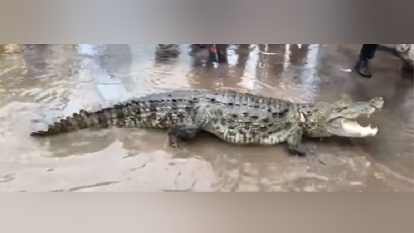 यहीं मिलते हैं 10 फीट तक लंबे मगरमच्छ