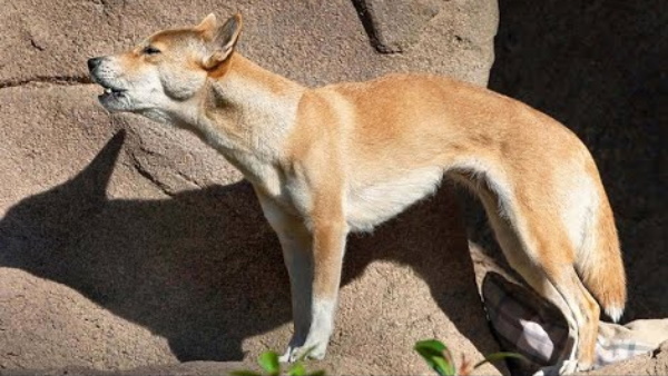 न्यू गिनी के पहाड़ी गोल्ड माइन में खोजा गया