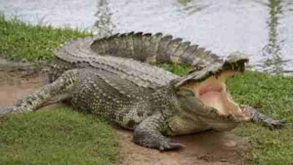 Crocodile attacked 13-year-old girl in Haridwar district of Uttarakhand Crocodile attacked 13-year-old girl in Haridwar district of Uttarakhand