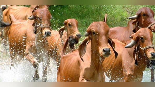 'आत्मनिर्भर भारत' में योगदान दे रही हूं'