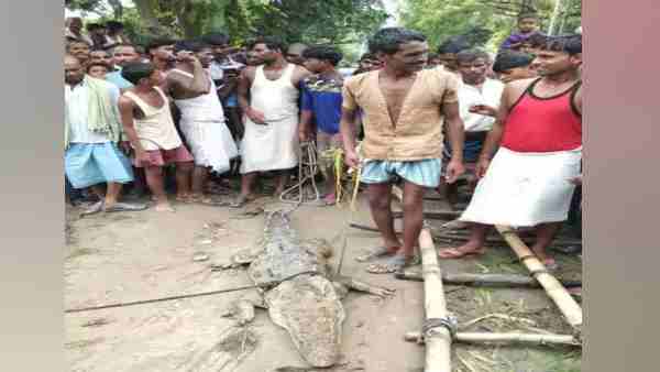 in lieu of crocodile release Villagers demanded 50 thousand rupees from forest department in lieu of crocodile release Villagers demanded 50 thousand rupees from forest department
