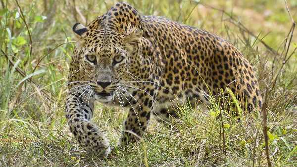 leopard killed innocent girl in bareilly leopard killed innocent girl in bareilly