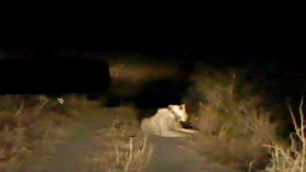a child found dead in jungle area, forest department guess- The child was hunting by a lioness a child found dead in jungle area, forest department guess- The child was hunting by a lioness