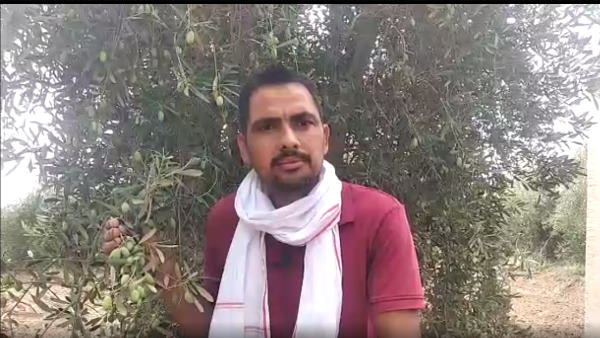 पहले सेना में थे, अब कर रहे जैतून की खेती