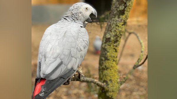 '25 सालों में पहली बार देखे ऐसे तोते'