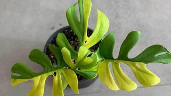 क्या हैं इस पौधे की खूबियां?