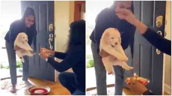 puppy puppy
