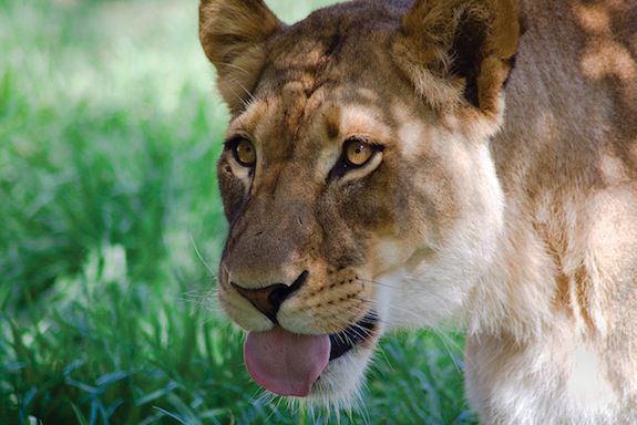 a child found dead in jungle area, forest department guess- The child was hunting by a lioness a child found dead in jungle area, forest department guess- The child was hunting by a lioness