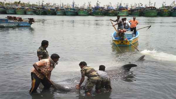 स्क्वैलिन के लिए हर साल 30 लाख शार्क मारे जाते हैं