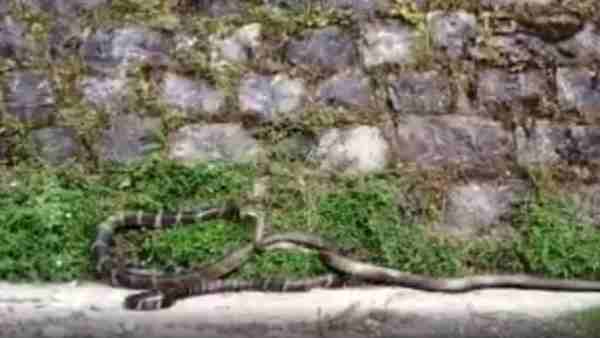 fight between King Cobra and Rat Snake Snake on Nainital Road fight between King Cobra and Rat Snake Snake on Nainital Road