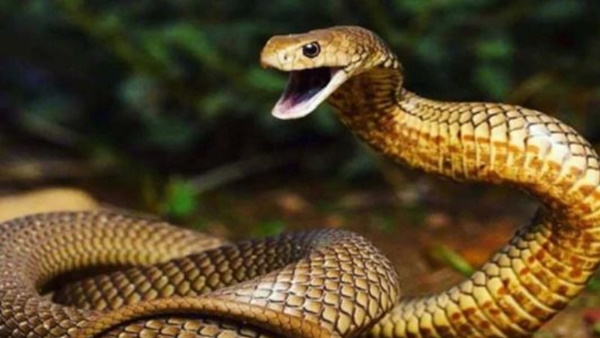 raigarh man ate snake after bite him raigarh man ate snake after bite him