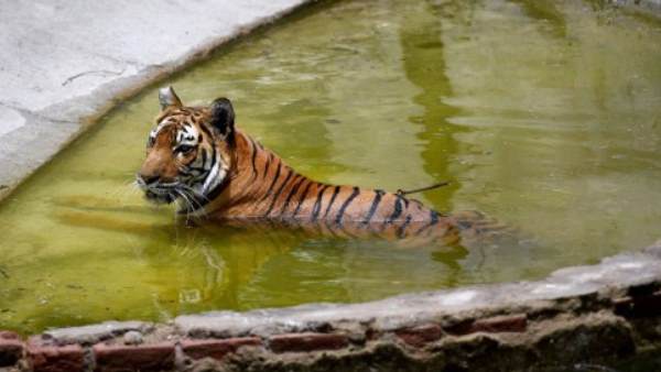 west bengal, when amusement parks will open in west bengal, when zoo will open in west bengal, west bengal government, mamata banejee, coronavirus, lockdown, zoo in west bengal, amusement parks in west bengal, पश्चिम बंगाल, कोरोना वायरस, लॉकडाउन, पश्चिम बंगाल सरकार, पश्चिम बंगाल में कब खुलेंगे चिड़ियाघर, पश्चिम बंगाल सरकार में कब खुलेंगे एम्यूजमेंट पार्क west bengal, when amusement parks will open in west bengal, when zoo will open in west bengal, west bengal government, mamata banejee, coronavirus, lockdown, zoo in west bengal, amusement parks in west bengal, पश्चिम बंगाल, कोरोना वायरस, लॉकडाउन, पश्चिम बंगाल सरकार, पश्चिम बंगाल में कब खुलेंगे चिड़ियाघर, पश्चिम बंगाल सरकार में कब खुलेंगे एम्यूजमेंट पार्क