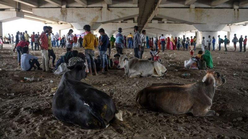 यूपी का गोहत्या विरोधी क़ानून क्या है और हाई कोर्ट ने क्यों की इस पर टिप्पणी यूपी का गोहत्या विरोधी क़ानून क्या है और हाई कोर्ट ने क्यों की इस पर टिप्पणी