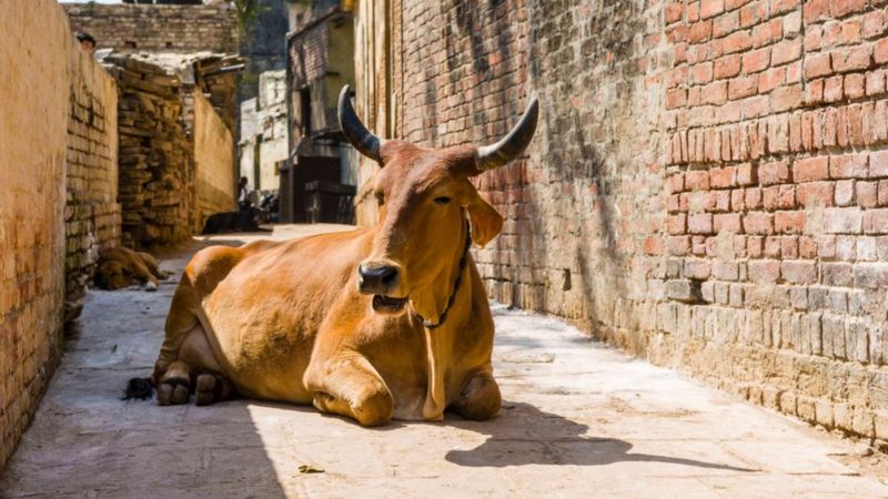 यूपी का गोहत्या विरोधी क़ानून क्या है और हाई कोर्ट ने क्यों की इस पर टिप्पणी यूपी का गोहत्या विरोधी क़ानून क्या है और हाई कोर्ट ने क्यों की इस पर टिप्पणी