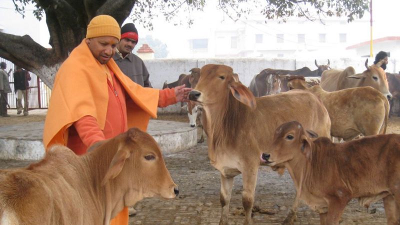 यूपी का गोहत्या विरोधी क़ानून क्या है और हाई कोर्ट ने क्यों की इस पर टिप्पणी यूपी का गोहत्या विरोधी क़ानून क्या है और हाई कोर्ट ने क्यों की इस पर टिप्पणी