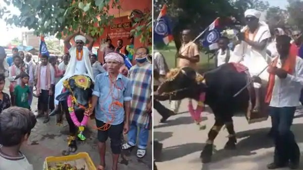 a leader arrives riding on buffalo to file nomination in Bihar assembly elections 2020 a leader arrives riding on buffalo to file nomination in Bihar assembly elections 2020