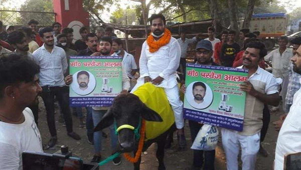 Bihar: a candidate from Gaya Town rode a buffalo for campaigning, booked By Police Bihar: a candidate from Gaya Town rode a buffalo for campaigning, booked By Police