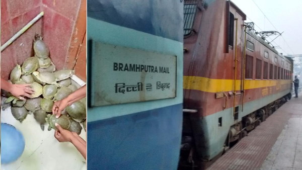 एक से डेढ़ किलाे वजनी 102 कछुए बरामद