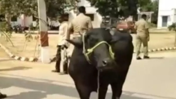 भैंस लेकर थाने पहुंचे दोनों दावेदार