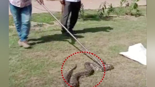 Forest department rescues 8-Foot Long python in Haryanas Hisar Forest department rescues 8-Foot Long python in Haryanas Hisar