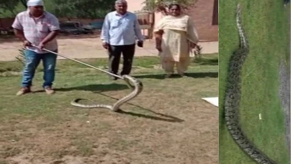 Forest department rescues 8-Foot Long python in Haryanas Hisar Forest department rescues 8-Foot Long python in Haryanas Hisar