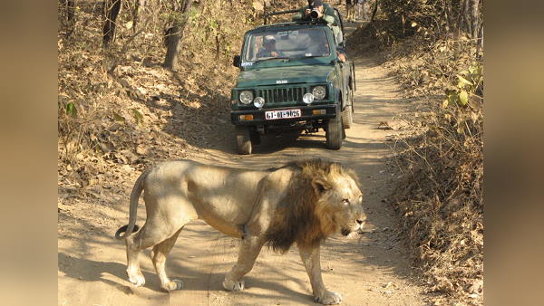 Gujarats Gir Forest Open, Flagged Off To Tourists for safari Gujarats Gir Forest Open, Flagged Off To Tourists for safari